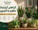 گیاهان آپارتمانی مقاوم به کم نوری